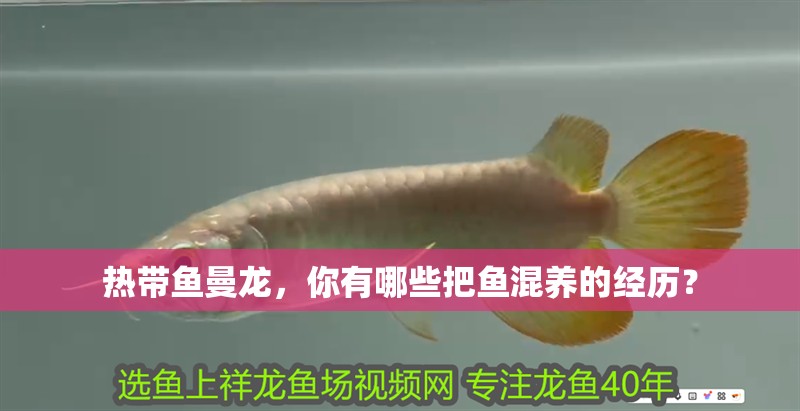 熱帶魚曼龍，你有哪些把魚混養的經歷？