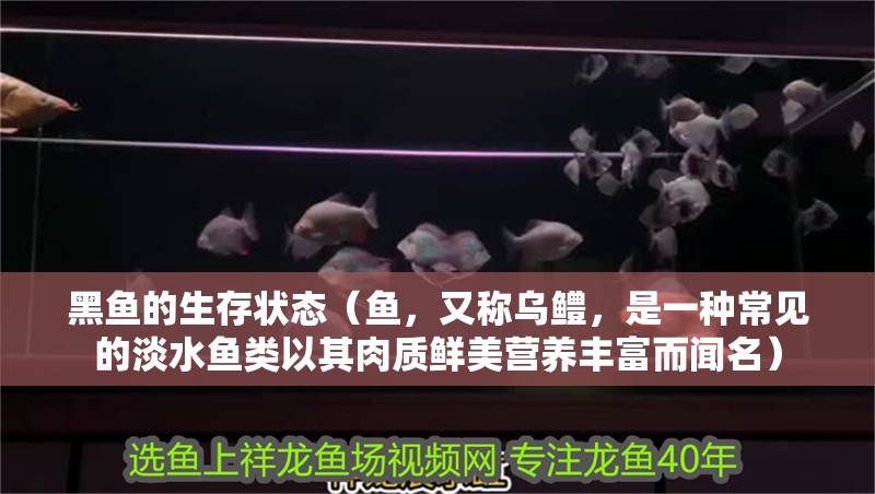 黑魚的生存狀態(tài)（魚，又稱烏鱧，是一種常見的淡水魚類以其肉質(zhì)鮮美營養(yǎng)豐富而聞名）