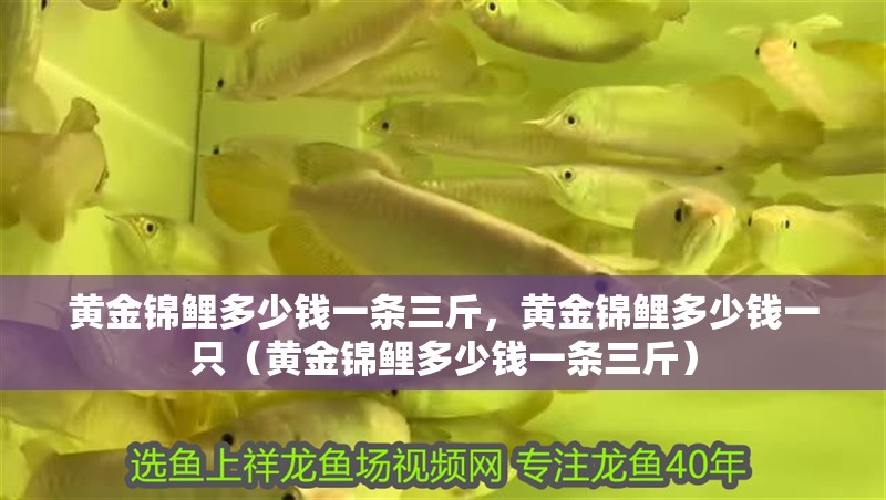 黃金錦鯉多少錢一條三斤，黃金錦鯉多少錢一只（黃金錦鯉多少錢一條三斤）