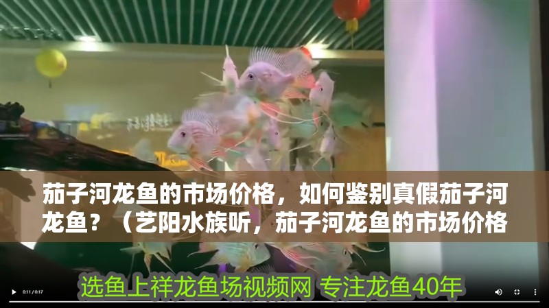 茄子河龍魚的市場價格，如何鑒別真假茄子河龍魚？（藝陽水族聽，茄子河龍魚的市場價格）