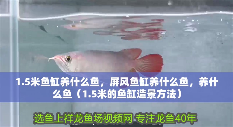 1.5米魚缸養什么魚，屏風魚缸養什么魚，養什么魚（1.5米的魚缸造景方法）