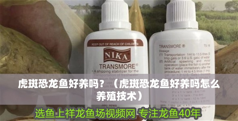 虎斑恐龍魚好養嗎？（虎斑恐龍魚好養嗎怎么養殖技術）