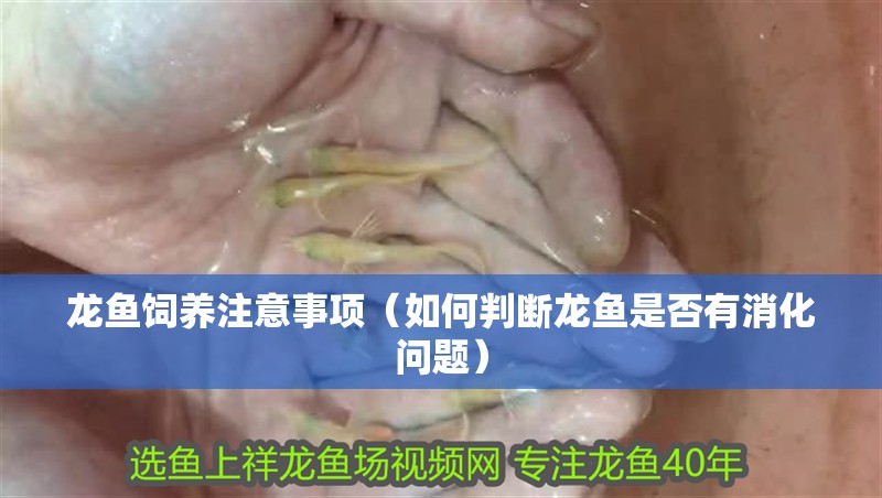 龍魚飼養注意事項（如何判斷龍魚是否有消化問題） 龍魚飼養注意事項（如何判斷龍魚是否有消化問題） 觀賞魚百科 第2張