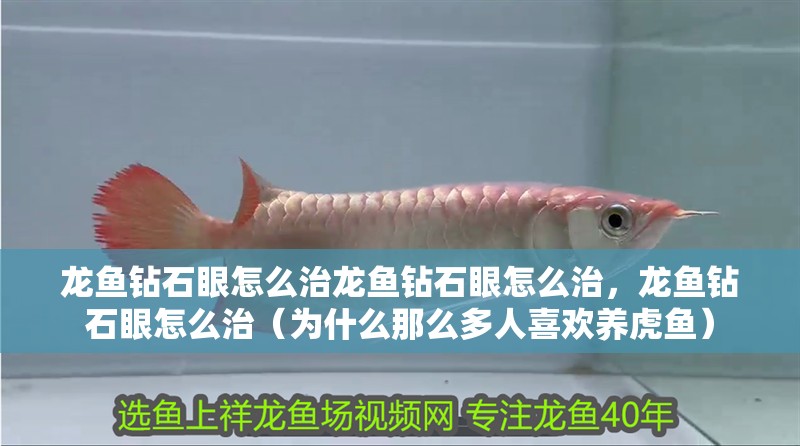 龍魚鉆石眼怎么治龍魚鉆石眼怎么治，龍魚鉆石眼怎么治（為什么那么多人喜歡養虎魚）