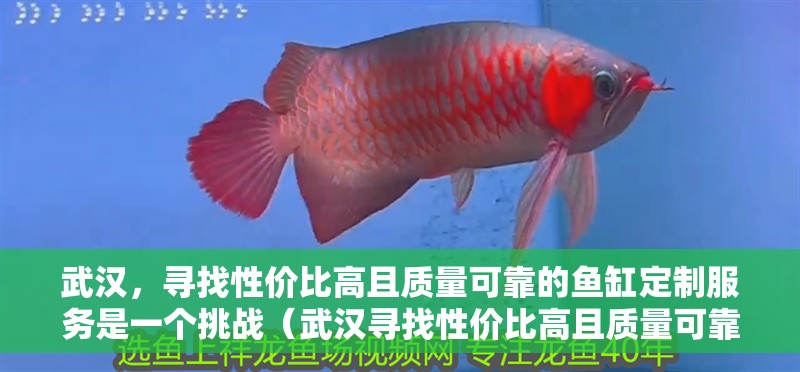 武漢，尋找性價比高且質量可靠的魚缸定制服務是一個挑戰（武漢尋找性價比高且質量可靠的魚缸定制服務是一個挑戰）