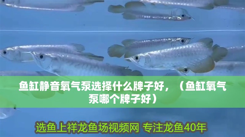 魚缸靜音氧氣泵選擇什么牌子好，（魚缸氧氣泵哪個牌子好）