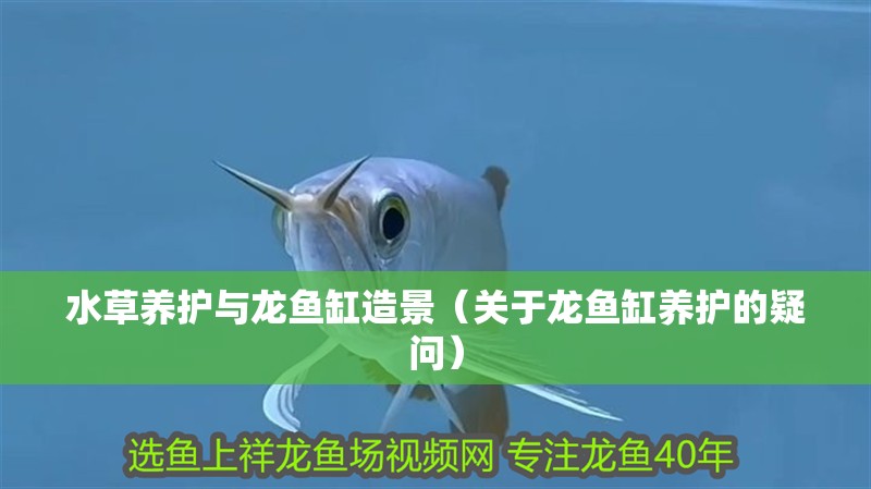 水草養護與龍魚缸造景（關于龍魚缸養護的疑問）