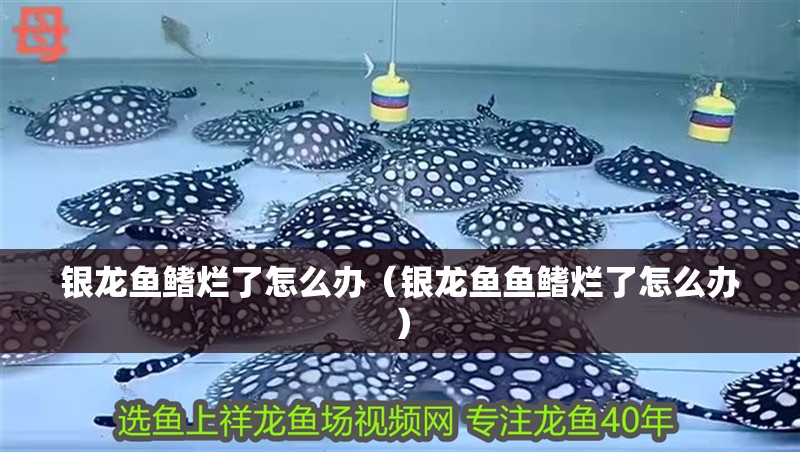 銀龍魚鰭爛了怎么辦（銀龍魚魚鰭爛了怎么辦）