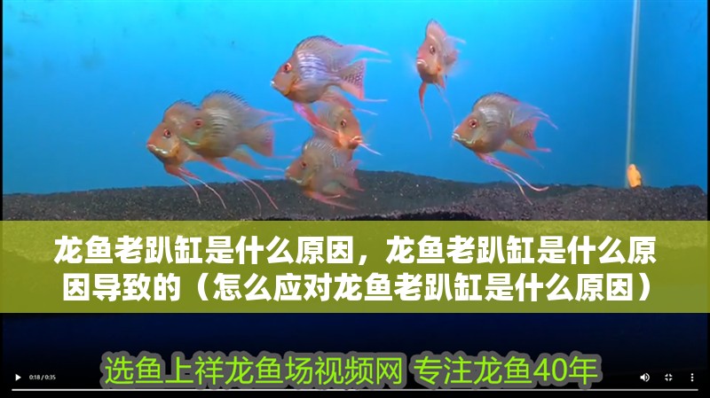 龍魚老趴缸是什么原因，龍魚老趴缸是什么原因導致的（怎么應對龍魚老趴缸是什么原因）