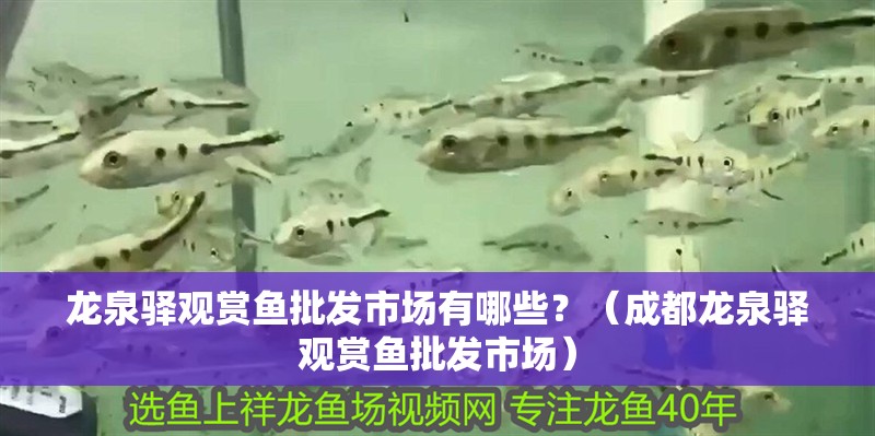 龍泉驛觀賞魚批發(fā)市場有哪些？（成都龍泉驛觀賞魚批發(fā)市場）