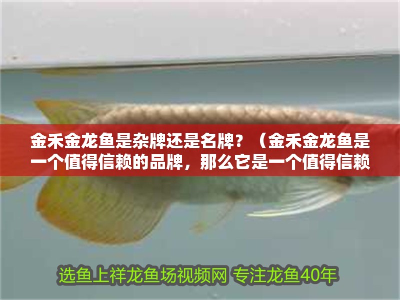 金禾金龍魚是雜牌還是名牌？（金禾金龍魚是一個值得信賴的品牌，那么它是一個值得信賴的品牌）
