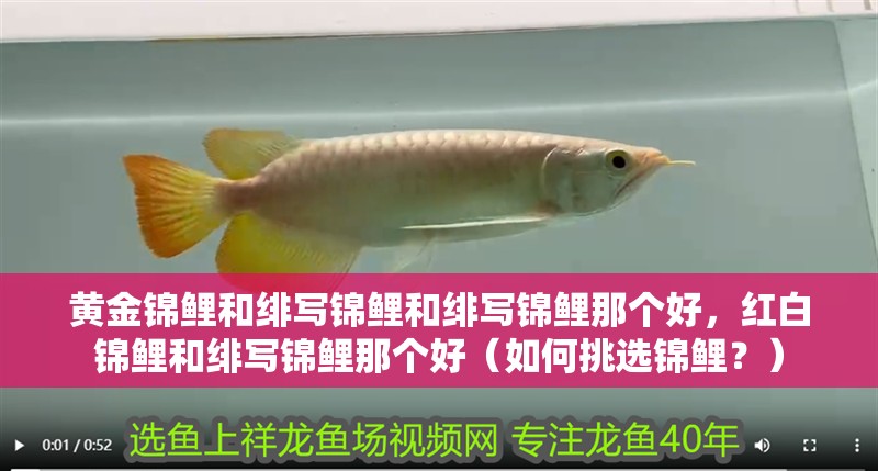 黃金錦鯉和緋寫錦鯉和緋寫錦鯉那個好，紅白錦鯉和緋寫錦鯉那個好（如何挑選錦鯉？）