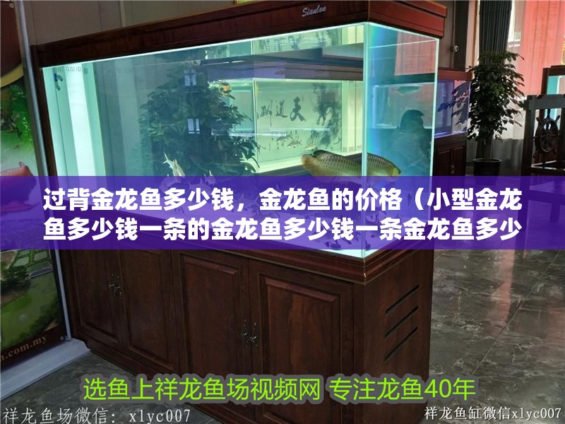 過(guò)背金龍魚(yú)多少錢(qián)，金龍魚(yú)的價(jià)格（小型金龍魚(yú)多少錢(qián)一條的金龍魚(yú)多少錢(qián)一條金龍魚(yú)多少錢(qián)）