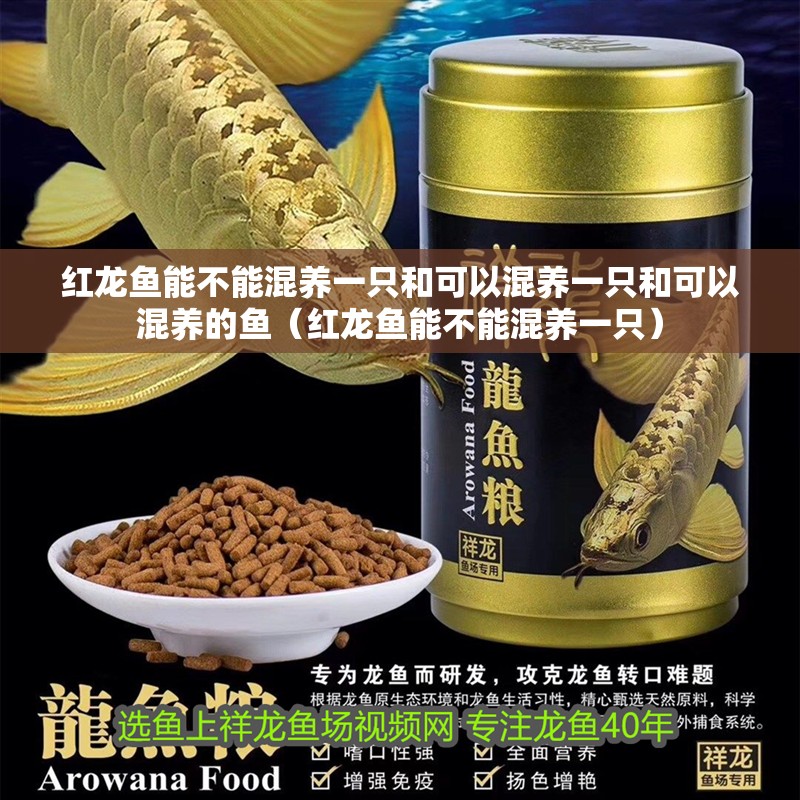 紅龍魚能不能混養一只和可以混養一只和可以混養的魚（紅龍魚能不能混養一只）
