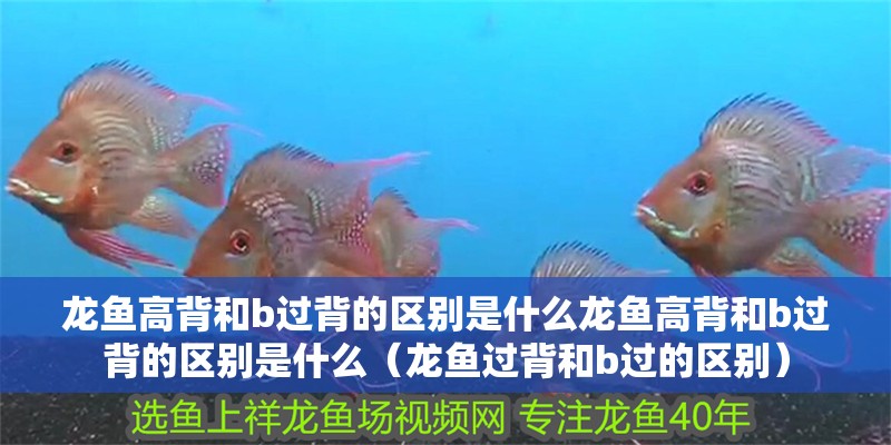 龍魚高背和b過背的區別是什么龍魚高背和b過背的區別是什么（龍魚過背和b過的區別）