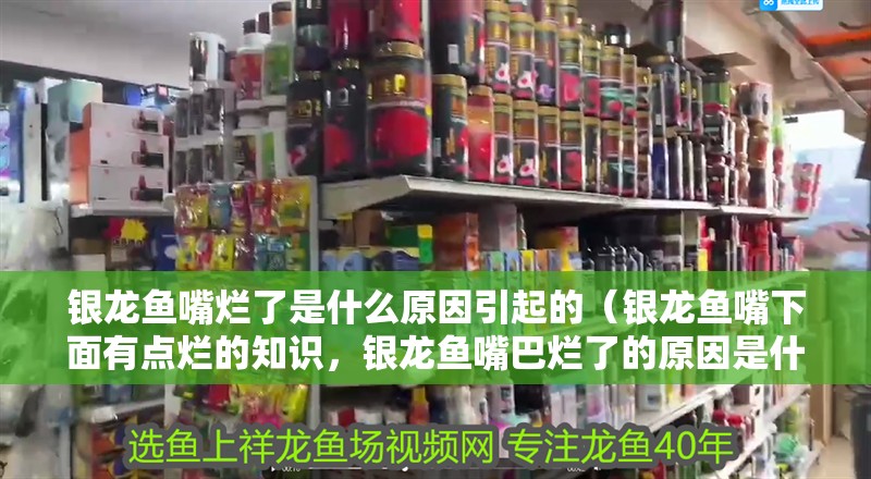 銀龍魚嘴爛了是什么原因引起的（銀龍魚嘴下面有點爛的知識，銀龍魚嘴巴爛了的原因是什么）