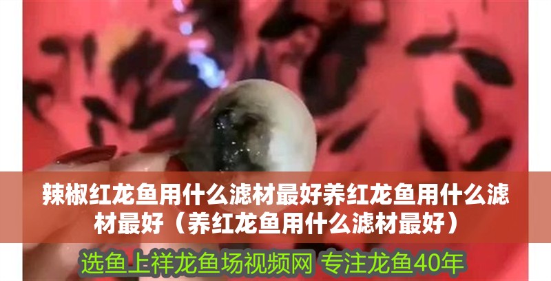 辣椒紅龍魚用什么濾材最好養紅龍魚用什么濾材最好（養紅龍魚用什么濾材最好）
