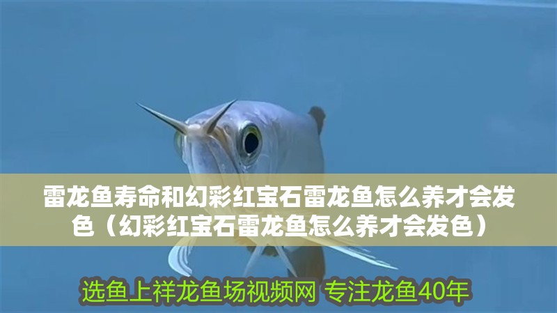 雷龍魚壽命和幻彩紅寶石雷龍魚怎么養(yǎng)才會發(fā)色（幻彩紅寶石雷龍魚怎么養(yǎng)才會發(fā)色）