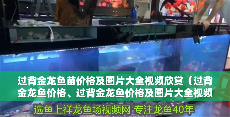 過背金龍魚苗價格及圖片大全視頻欣賞（過背金龍魚價格、過背金龍魚價格及圖片大全視頻欣賞）