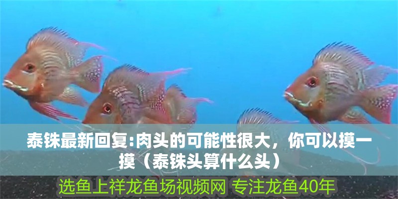 泰銖最新回復:肉頭的可能性很大，你可以摸一摸（泰銖頭算什么頭）