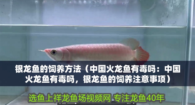 銀龍魚(yú)的飼養(yǎng)方法（中國(guó)火龍魚(yú)有毒嗎：中國(guó)火龍魚(yú)有毒嗎，銀龍魚(yú)的飼養(yǎng)注意事項(xiàng)）