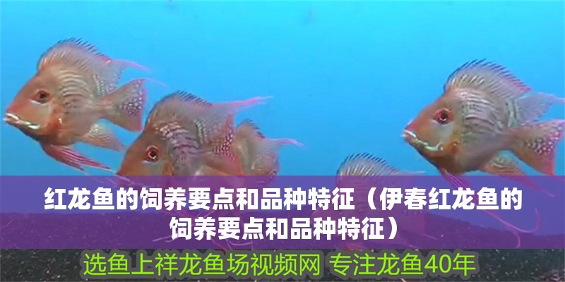 紅龍魚的飼養(yǎng)要點(diǎn)和品種特征（伊春紅龍魚的飼養(yǎng)要點(diǎn)和品種特征）