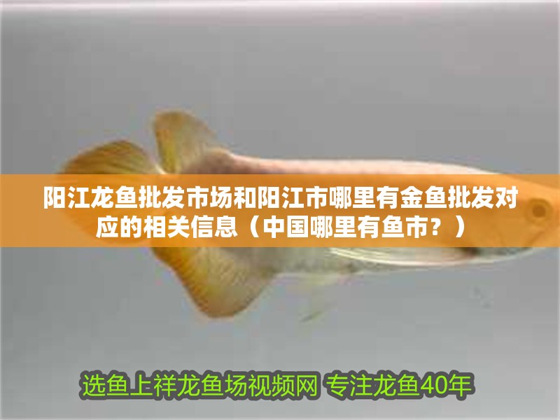 陽江龍魚批發市場和陽江市哪里有金魚批發對應的相關信息（中國哪里有魚市？）