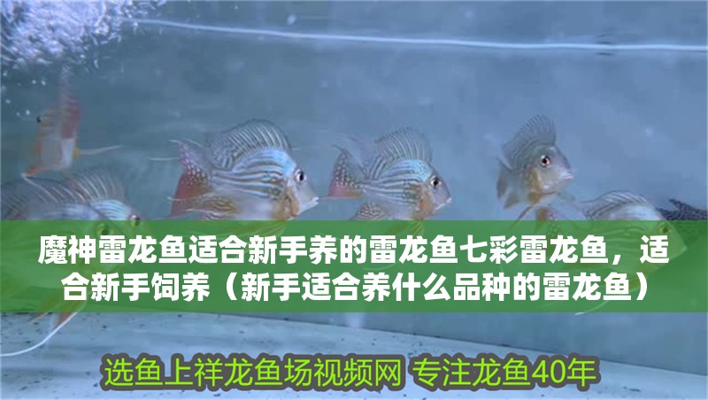 魔神雷龍魚適合新手養(yǎng)的雷龍魚七彩雷龍魚，適合新手飼養(yǎng)（新手適合養(yǎng)什么品種的雷龍魚）