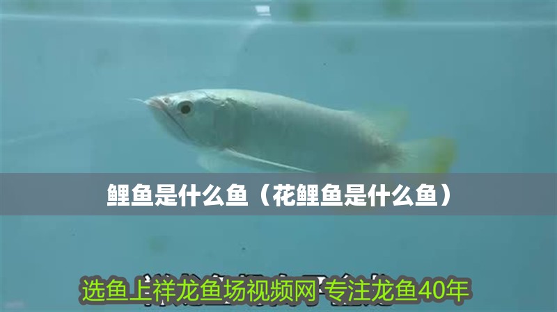 鯉魚是什么魚（花鯉魚是什么魚）