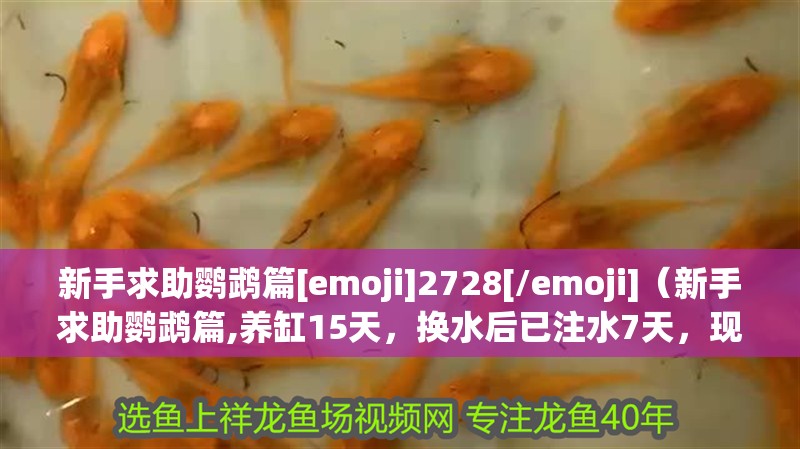 新手求助鸚鵡篇[emoji]2728[/emoji]（新手求助鸚鵡篇,養缸15天，換水后已注水7天，現想抓魚）