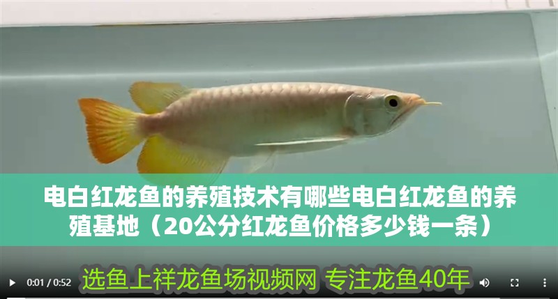 電白紅龍魚的養(yǎng)殖技術(shù)有哪些電白紅龍魚的養(yǎng)殖基地（20公分紅龍魚價(jià)格多少錢一條）