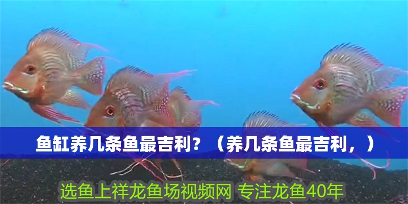 魚缸養幾條魚最吉利？（養幾條魚最吉利，）