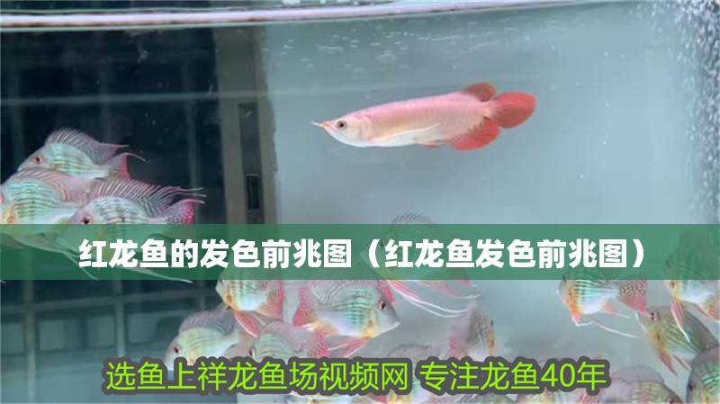 紅龍魚(yú)的發(fā)色前兆圖（紅龍魚(yú)發(fā)色前兆圖）