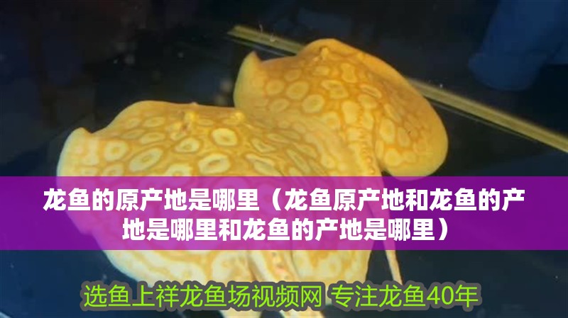 龍魚的原產地是哪里（龍魚原產地和龍魚的產地是哪里和龍魚的產地是哪里）