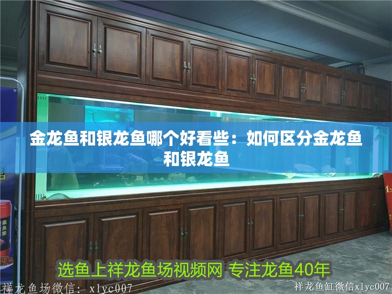 金龍魚和銀龍魚哪個(gè)好看些：如何區(qū)分金龍魚和銀龍魚