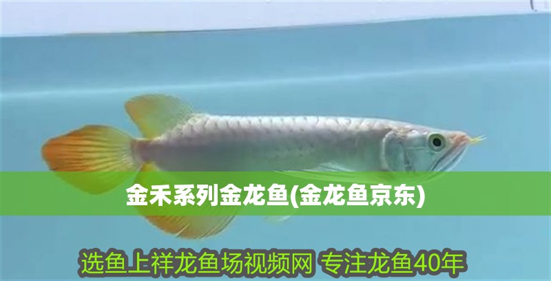金禾系列金龍魚(金龍魚京東)