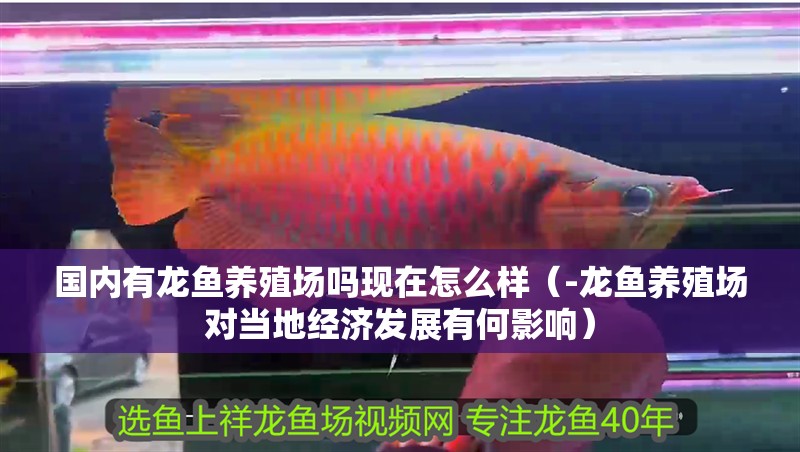 國內(nèi)有龍魚養(yǎng)殖場嗎現(xiàn)在怎么樣（-龍魚養(yǎng)殖場對當?shù)亟?jīng)濟發(fā)展有何影響）
