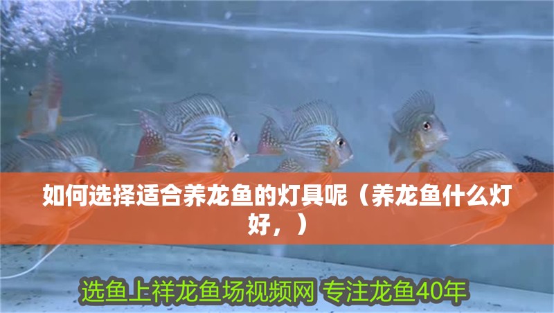如何選擇適合養龍魚的燈具呢（養龍魚什么燈好，）