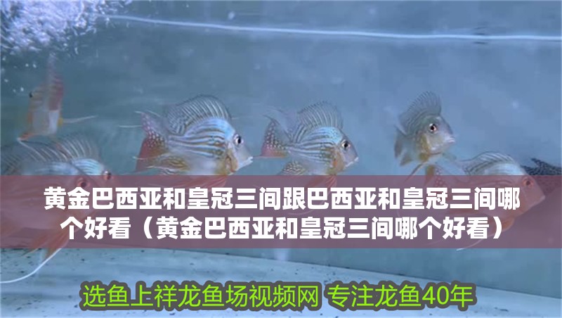 黃金巴西亞和皇冠三間跟巴西亞和皇冠三間哪個好看（黃金巴西亞和皇冠三間哪個好看）