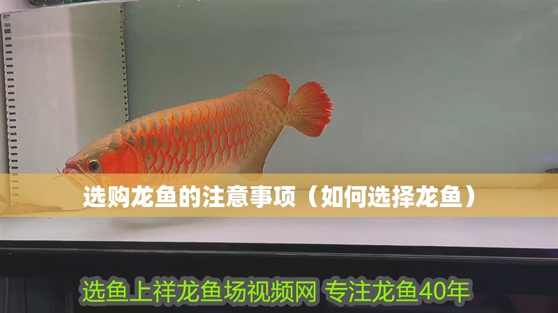 選購龍魚的注意事項(xiàng)（如何選擇龍魚）