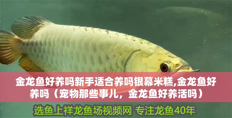 金龍魚好養嗎新手適合養嗎銀幕米糕,金龍魚好養嗎（寵物那些事兒，金龍魚好養活嗎）