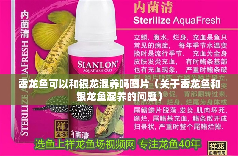 雷龍魚可以和銀龍混養(yǎng)嗎圖片（關(guān)于雷龍魚和銀龍魚混養(yǎng)的問題）
