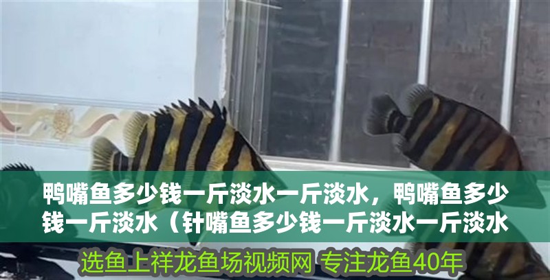 鴨嘴魚多少錢一斤淡水一斤淡水，鴨嘴魚多少錢一斤淡水（針嘴魚多少錢一斤淡水一斤淡水，鴨嘴魚多少錢一斤淡水）