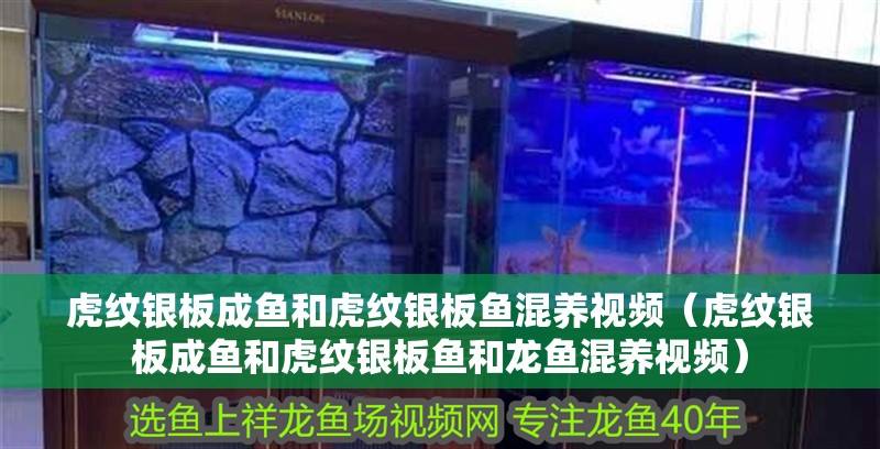 虎紋銀板成魚和虎紋銀板魚混養視頻（虎紋銀板成魚和虎紋銀板魚和龍魚混養視頻）