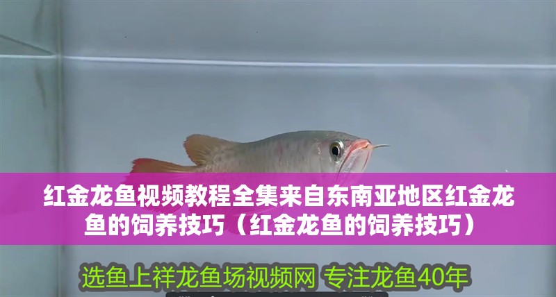 紅金龍魚視頻教程全集來自東南亞地區紅金龍魚的飼養技巧（紅金龍魚的飼養技巧） 紅金龍魚視頻教程全集來自東南亞地區紅金龍魚的飼養技巧（紅金龍魚的飼養技巧） 觀賞魚百科 第2張