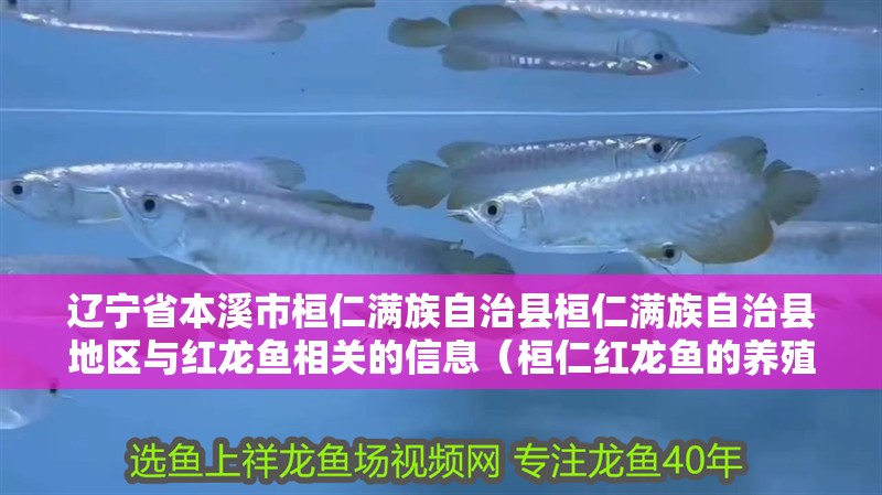 遼寧省本溪市桓仁滿族自治縣桓仁滿族自治縣地區與紅龍魚相關的信息（桓仁紅龍魚的養殖技術有哪些？）