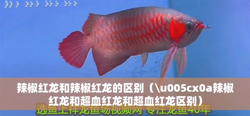 辣椒紅龍和辣椒紅龍的區別（\u005cx0a辣椒紅龍和超血紅龍和超血紅龍區別）