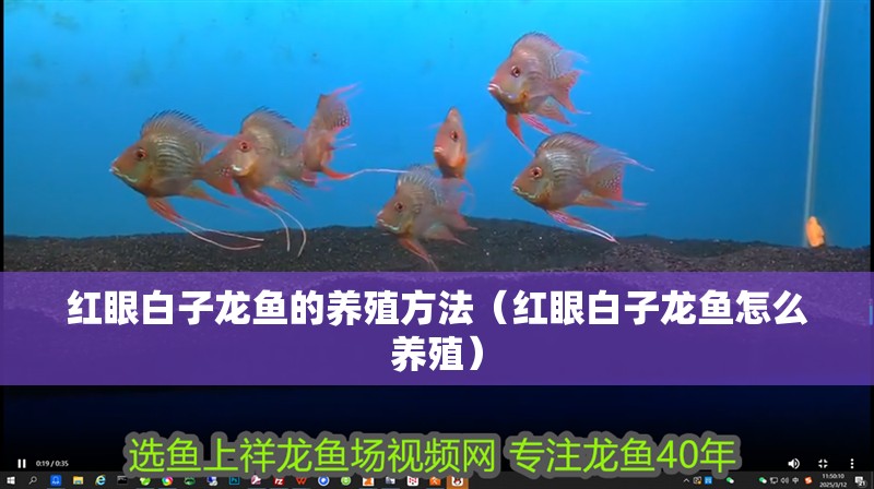 紅眼白子龍魚的養殖方法（紅眼白子龍魚怎么養殖）