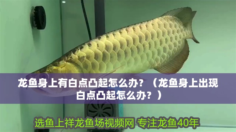 龍魚身上有白點凸起怎么辦？（龍魚身上出現白點凸起怎么辦？） 龍魚身上有白點凸起怎么辦？（龍魚身上出現白點凸起怎么辦？） 觀賞魚百科 第2張
