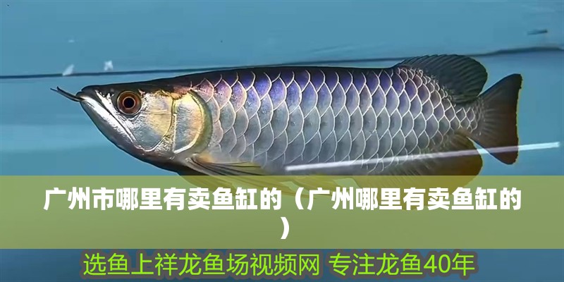 廣州市哪里有賣魚缸的（廣州哪里有賣魚缸的）